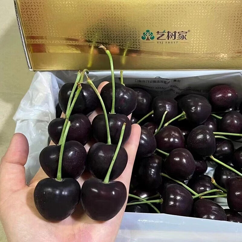 艺树家俄罗斯8号大樱桃大连艺术家樱桃车厘子大果2斤装顺丰 2斤(净重) 5J 34mm(含)-36mm(不含)