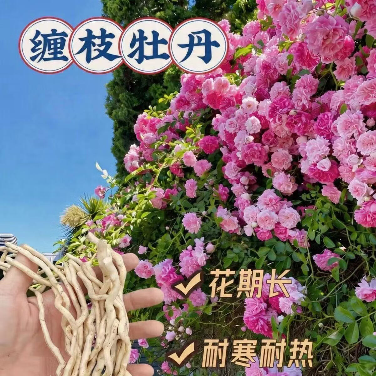 缠枝牡丹花根带芽种根重瓣花苗耐寒热阳台宿根粉色春化芽尖624 缠枝牡丹种根【10根】
