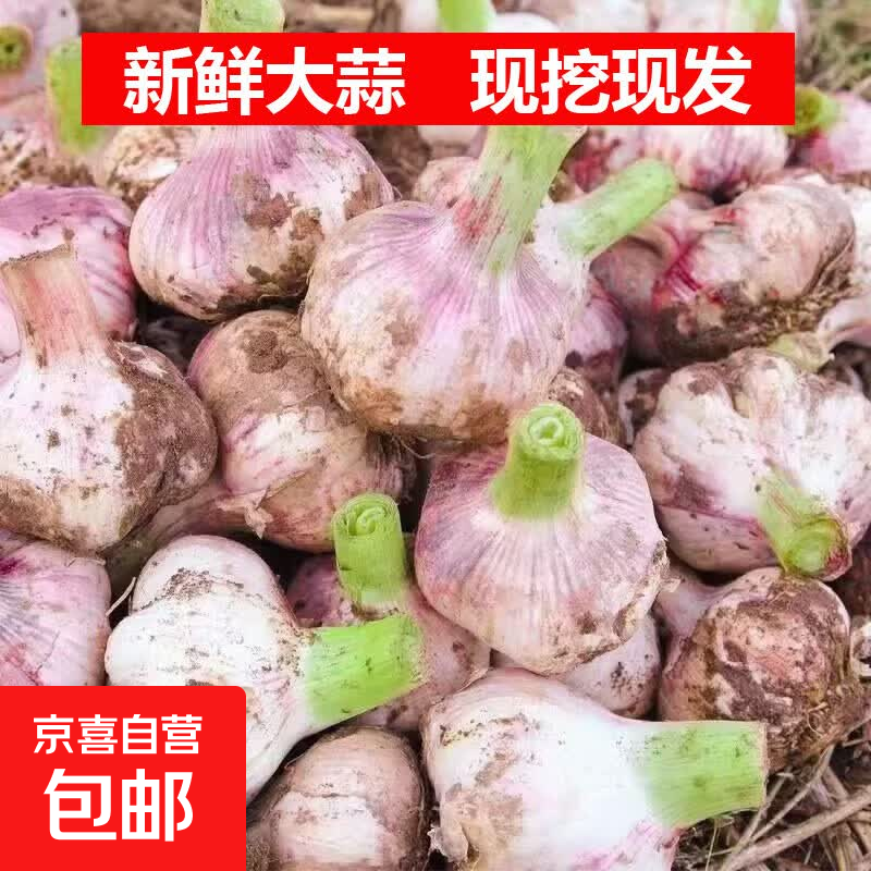 今年现挖新鲜带泥大蒜头 当季嫩蒜湿蒜鸡蛋捣蒜春季泡糖蒜 新鲜大蒜头250g