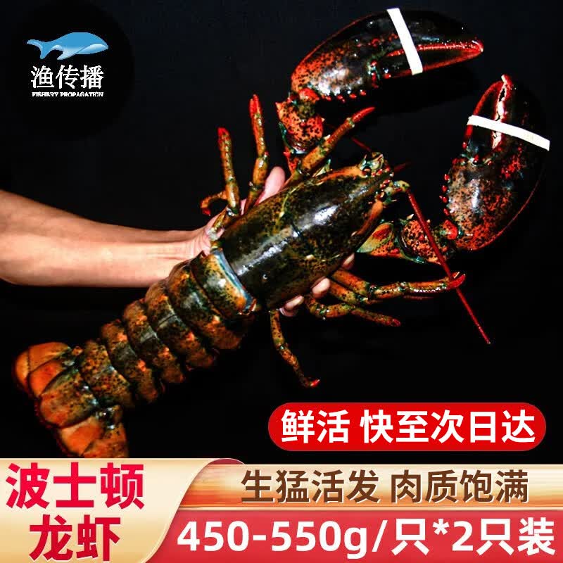 渔传播鲜活波士顿龙虾 450-550g/只 2只装 生鲜海鲜虾类 源头直发