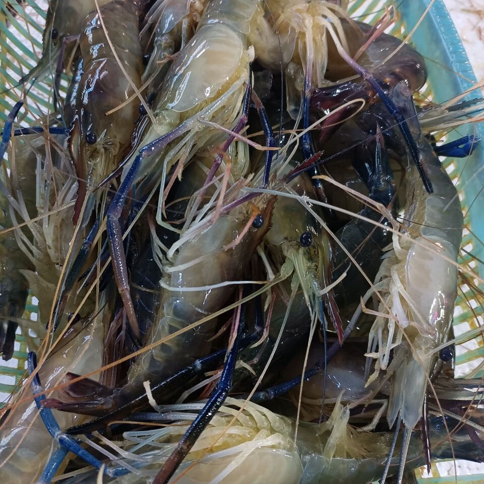 丹昕2斤大罗氏虾大头虾鲜活速冻罗氏虾火锅烧烤新鲜食材 960g 10-12cm