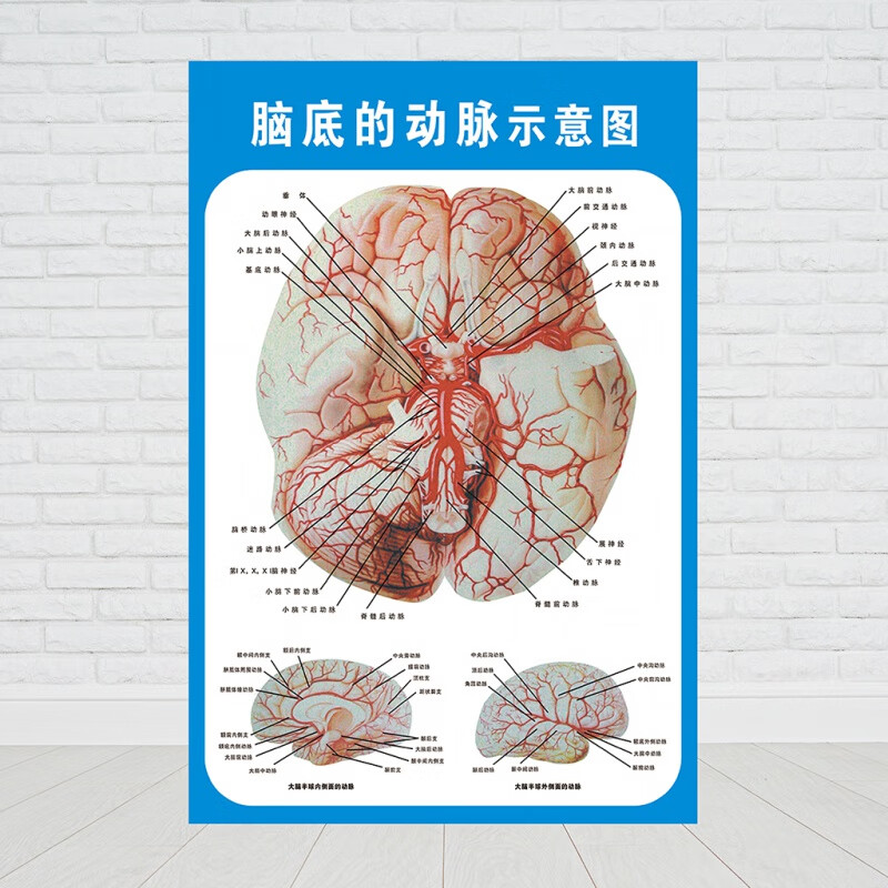 脑底的动脉示意图 60*80厘米=32寸kt板包银色小边(5张起做)