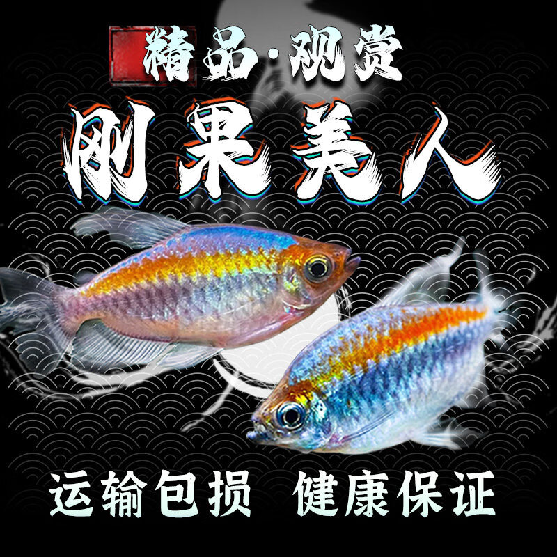 易萌刚果美人鱼热带鱼观赏鱼电光美人石美人斑马鱼宠物活体鱼苗群游鱼 刚果美人公鱼10条7-8cm