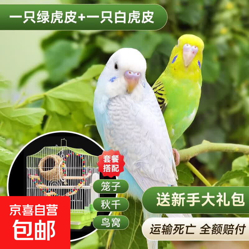 鹦鹉活鸟虎皮鹦鹉鸟类小鸟会学说话的鸟手养宠物小型鹦鹉一公一母 绿皮+白皮+单层别墅+鸟窝+秋千一公一母 包说话
