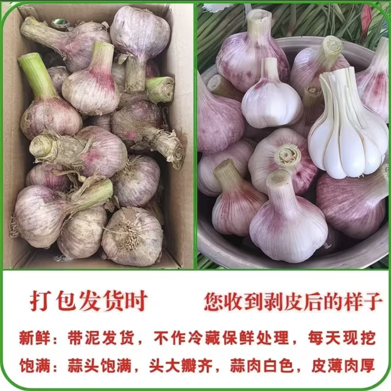 穆德新鲜蒜农产品新鲜蒜蒜头农户自种产地直销 5斤