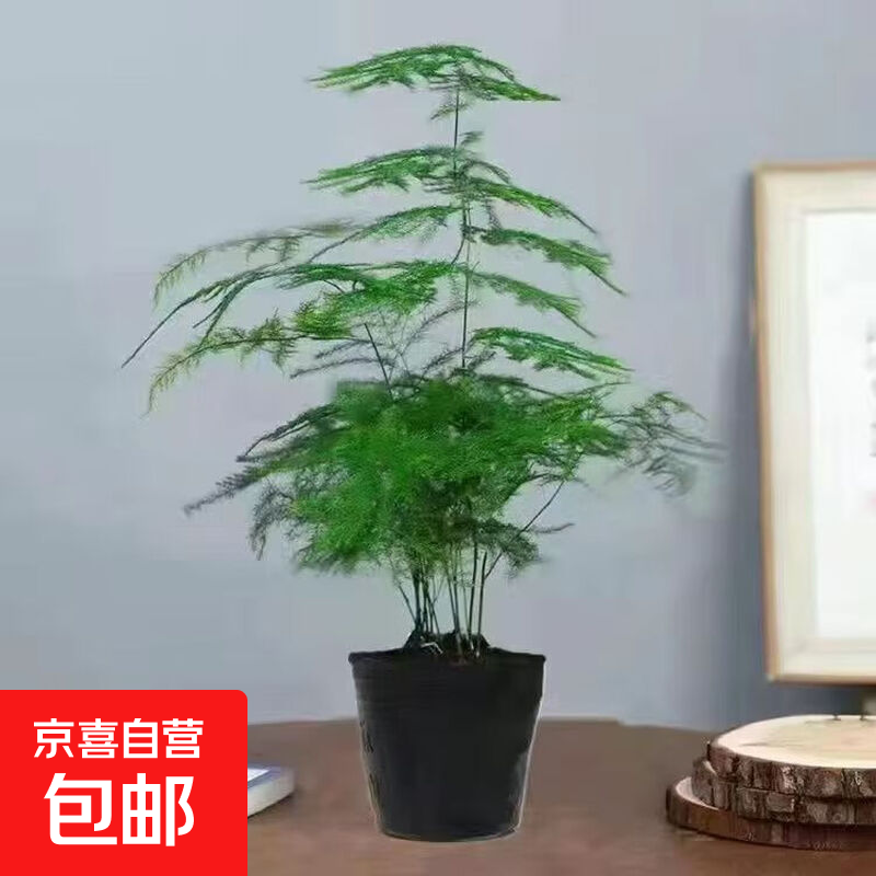 文竹盆栽绿植花卉盆景植物室内客厅水培文松云竹文竹大苗四季常青 小文竹【2棵更实惠】原土球发货 高度15-25cm