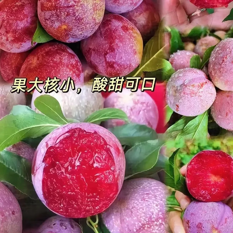 云南三华李新鲜现摘 应季孕妇开胃水果整箱现发 云南三华李10g+带箱2斤装