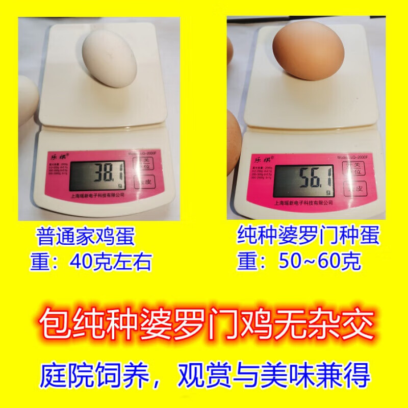 达泽侠婆罗门鸡活鸡包活到家纯种巨型种蛋可孵化正宗梵天鸡受精蛋 中