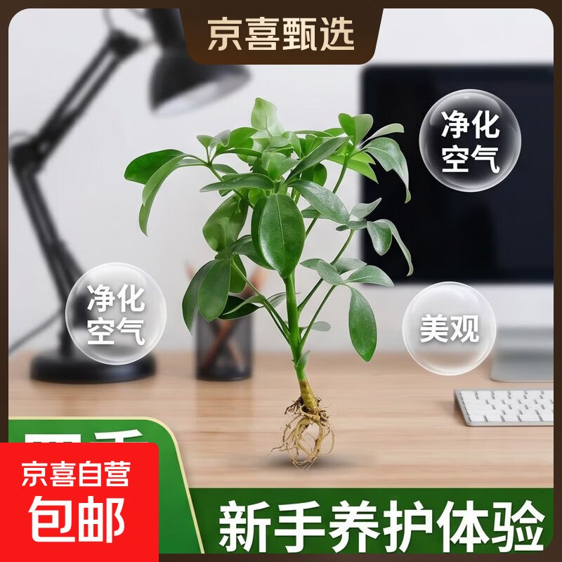 鸭脚木盆栽八方来财室内绿植花卉盆景七叶莲四季常青发财招财植物 【新手养护体验】八方来财鸭脚木1颗不带盆