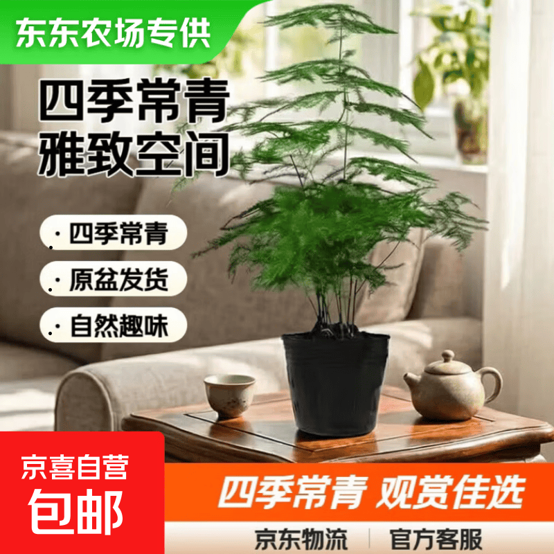 【东东农场专供】文竹盆栽绿植花卉盆景植物室内客厅水培文松云竹 小文竹【1颗】原盆原土球发货 高度15-25cm