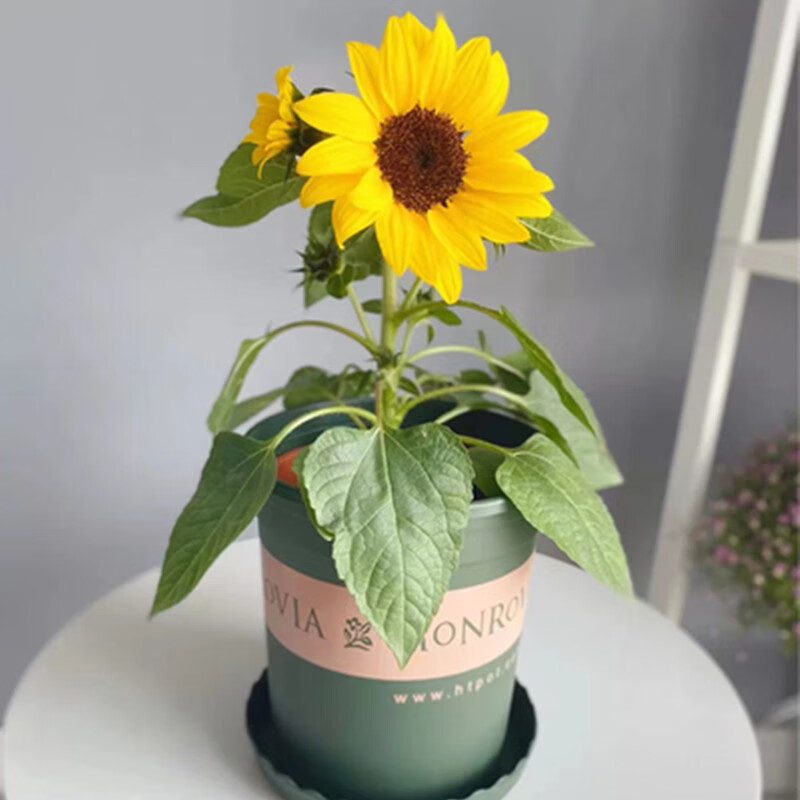 四季易种花卉种子绿化阳台盆栽花种籽子 迷你向日葵100粒 盆 土 肥