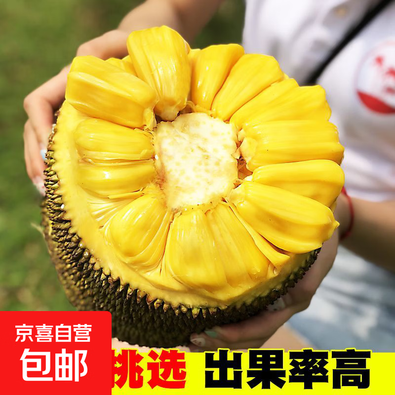 海南黄肉菠萝蜜新鲜采摘水果特产生鲜鲜果整果 净重20-25斤【10年老树果出肉高】