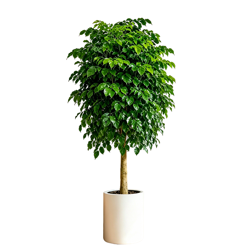 ������ �Ҹ����������ֲ60-80cm��ɫԲ����48.4Ԫ