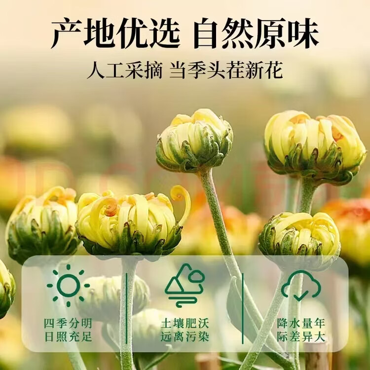 同仁堂(TRT)正宗桐乡胎菊王无硫特级头采胎菊大朵完整清香耐泡清火降火养生茶 特级桐乡胎菊 125g*4罐 清火超值装