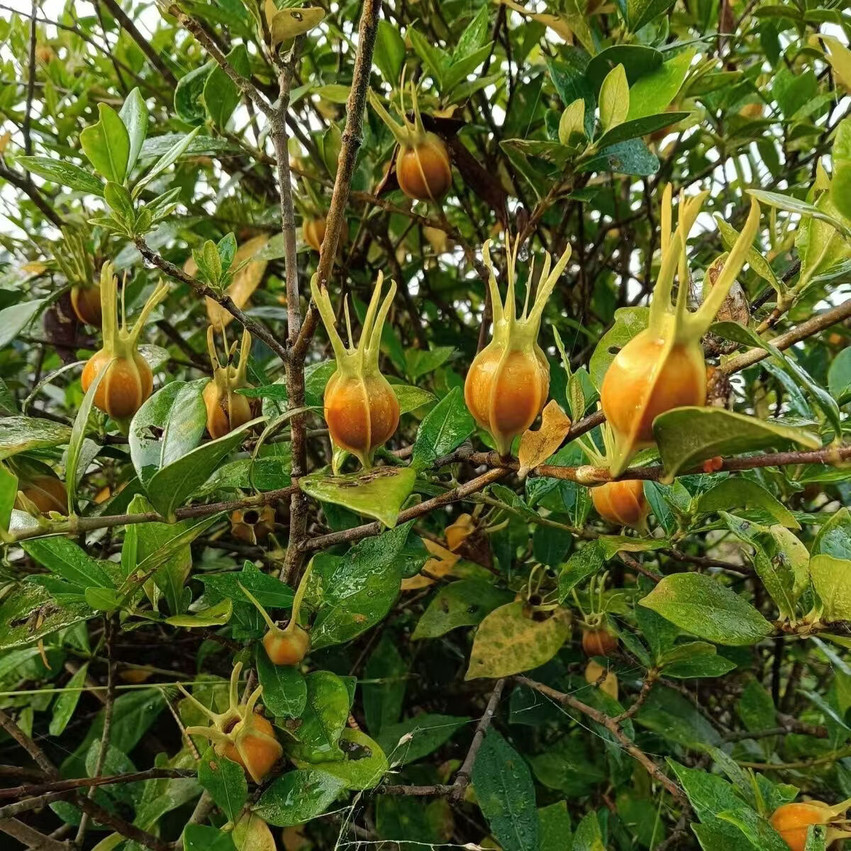 同仁堂(TRT)江西特级黄栀子果中药黄栀子香料上色泡水泡茶野生黄栀子天然色素 高品质野生黄栀子果 200g*4罐