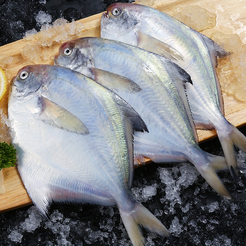 墨之瑶鲳鱼 冷冻大鲳鱼深海鲳鱼无刺海鱼新鲜生鲜白鲳鱼银鲳鱼水产