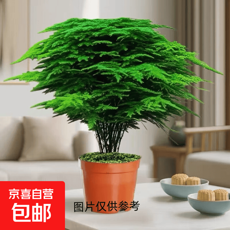 文竹盆栽植物室内客厅中式禅意微盆景办公桌面花卉小绿植创意盆景 精品文竹+原生盆+肥料 带盆栽好