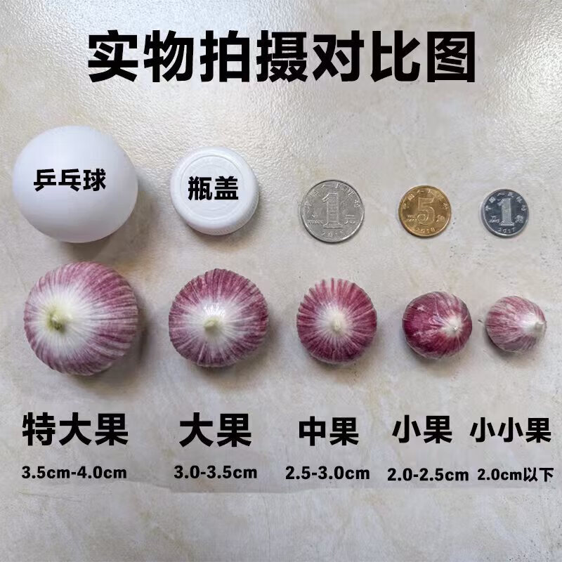 26年新鲜现挖紫皮独头蒜调料调味辛辣可口大蒜头源头直发带土发货 4.5斤【超值囤货】 大果3.0cm+[品质升级]