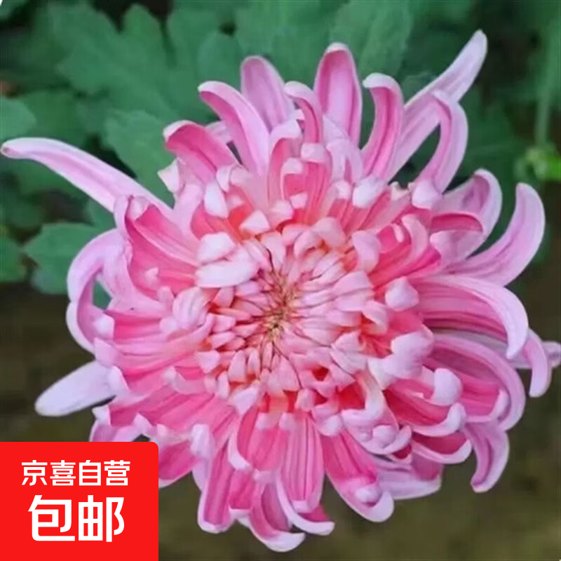 大花苗盆栽花卉九月菊乒乓菊菊花多年生食用四季开花菊室内外绿植 3曼莎 5棵