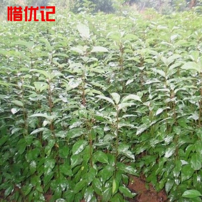 大叶香樟树苗四季常青绿化苗木香樟树小苗可驱蚊庭院绿化树苗 1m高苗 51cm(含)-80cm(含)主图4