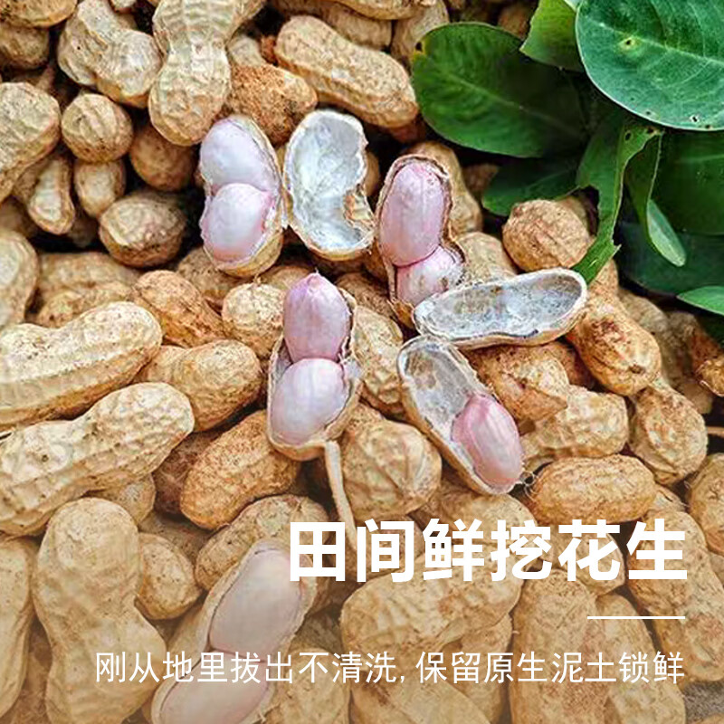 2026新鲜带壳花生应蔬菜农家自种鲜花生烧烤水煮下酒菜产地直发 3斤花生