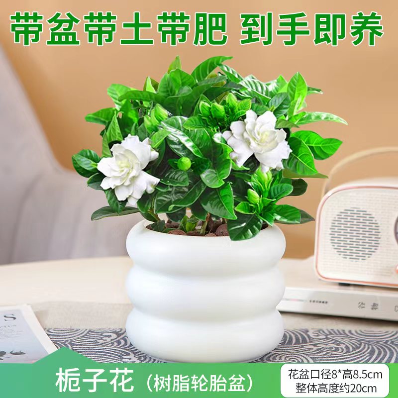 肉管家栀子花盆栽组合土培室内阳台浓香花卉四季好养绿植净化空气植物 栀子花+轮胎盆+肥料