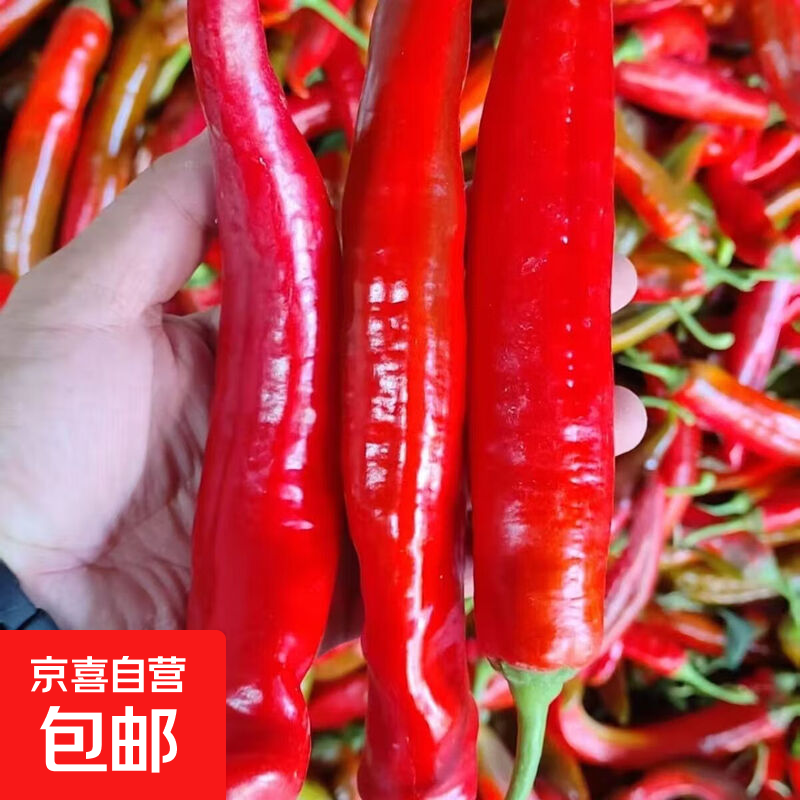 寿光红尖椒新鲜红辣椒当季红尖椒鲜椒微辣 带箱2斤（净重1.8斤）