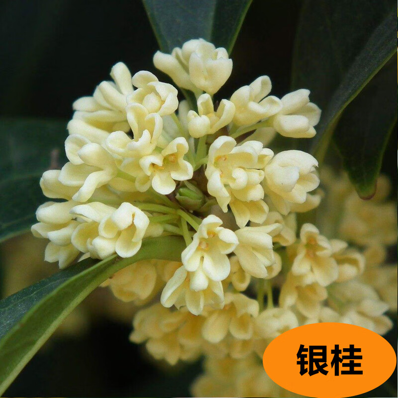 素蜜桂花树苗盆栽室内四季开花植物浓香型嫁接金桂丹桂沉香桂四季种植