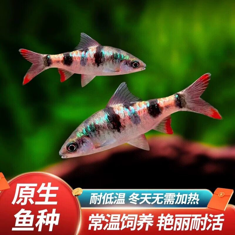 易萌红尾绿荧光鲫冷水鱼原生鱼刚果美人鱼群游小型观赏鱼活鱼无需加热 精品红尾荧光鲫 8-10cm 3条 拉丝公鱼
