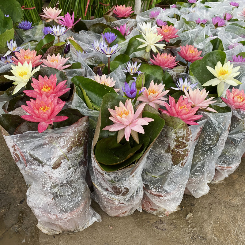 睡莲水培植物带花苞发货荷花苗四季开花盆栽水养池塘鱼池水生植物