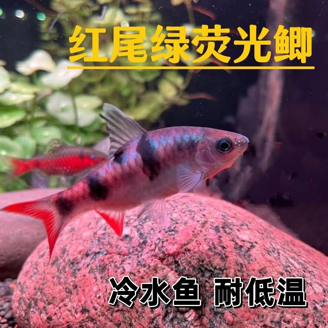 易萌红尾绿荧光鲫冷水鱼原生鱼刚果美人鱼群游小型观赏鱼活鱼无需加热 精品红尾荧光鲫 8-10cm 3条 拉丝公鱼 京东折扣/优惠券