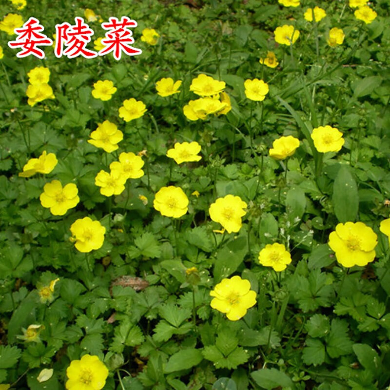 委菱菜籽多年生四季种植易活地被植物翻白草蛤蟆草耐 委陵菜种子500粒