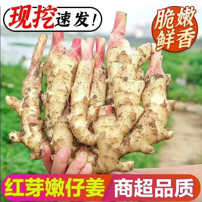 山东潍坊红芽嫩姜现挖大鲜姜可生吃可腌制蔬菜 5斤精选嫩姜