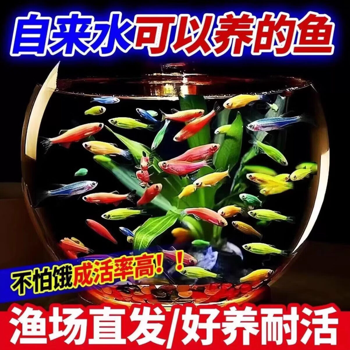 云峰海瑞热带鱼 观赏鱼 观赏鱼小型 斑马鱼 活体 热带鱼活体 小型鱼 活鱼 随机斑马鱼（2-3种颜色）10条【2-3cm送鱼粮】