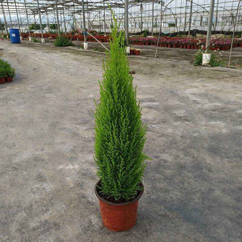 香冠柏小香松盆栽植物圣诞树盆景四季绿植办公室内好养香柏香味 原盆