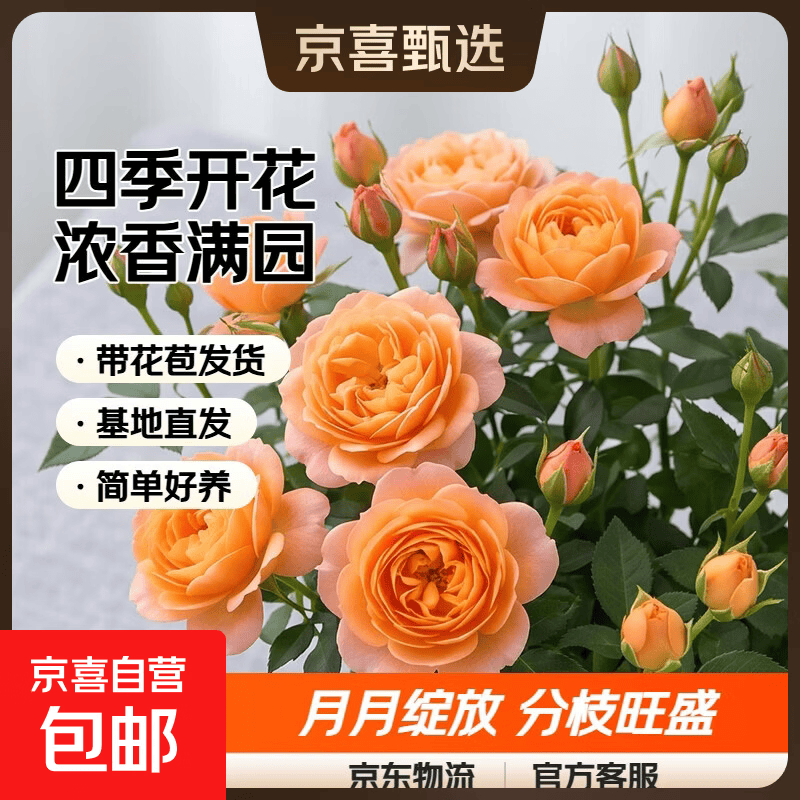 果汁阳台月季花苗四季开花卉盆栽绿植物室内花易活玫瑰带花苞庭院 果汁阳台【大花浓香，月月开分枝多】 【带花苞】【盆口径15cm】原盆冠25高35