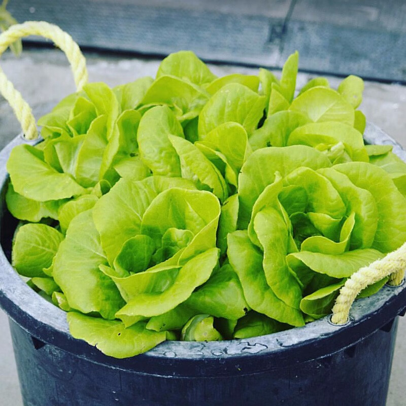 寿禾 奶油生菜种子多品种春播种青菜生菜籽蔬菜种孑四季易种种籽 嫩绿