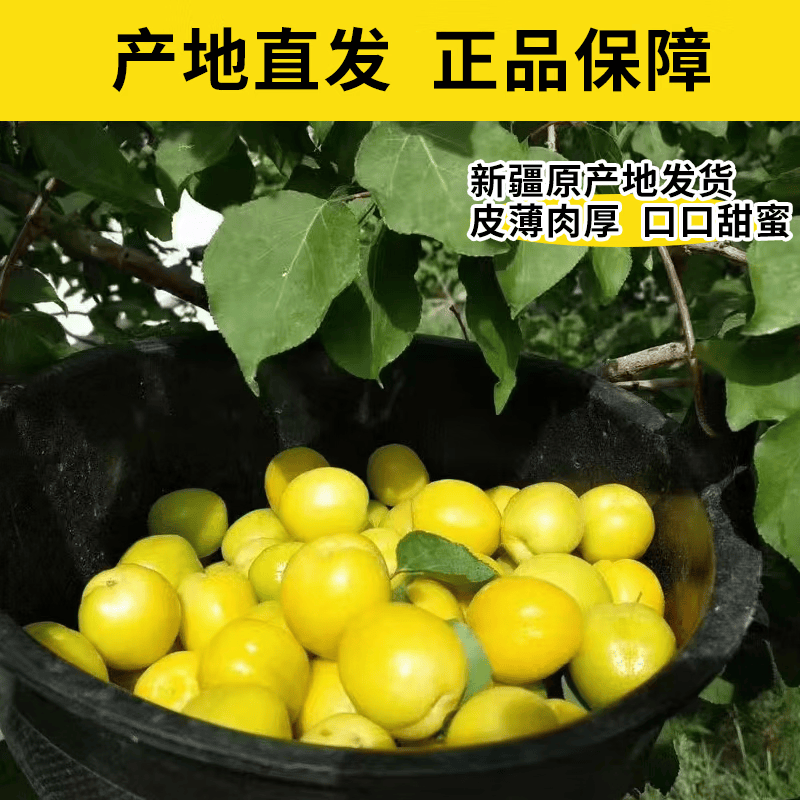新疆小白杏轮台新鲜水果库车白杏子甜杏特产当季整箱胜小红杏 轮台小白杏3.5斤