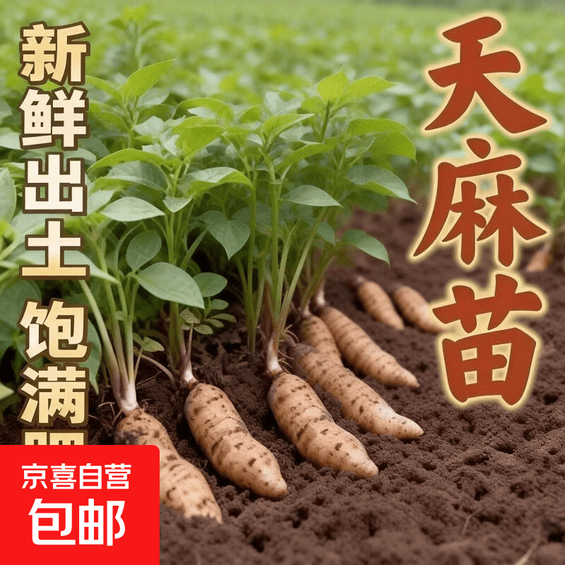 (正宗天麻种苗)新鲜天然天麻种四季种植天麻种子阳台种植正品天麻 天麻种苗3棵