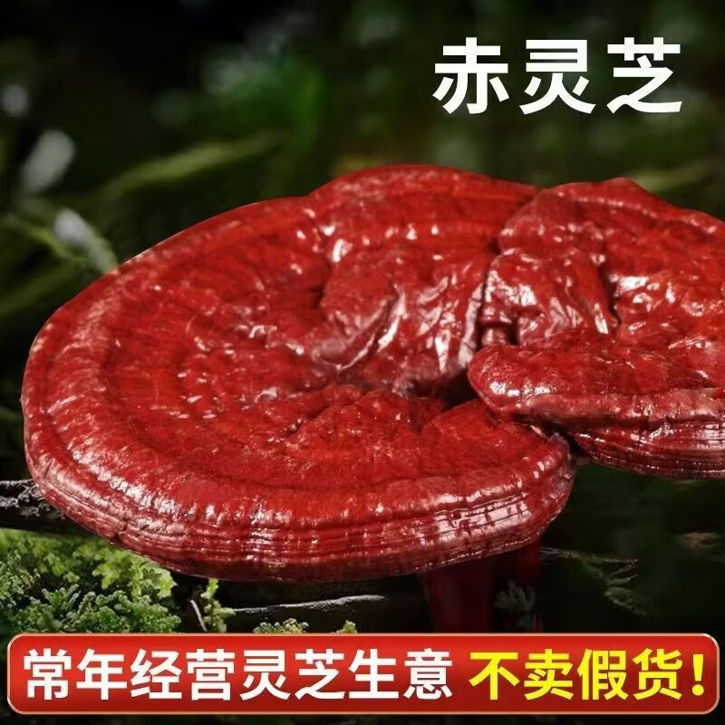 协穆胖东来同款端午节礼品长白山野生整朵灵芝中药材送长辈滋补泡酒料 整颗赤灵芝500g