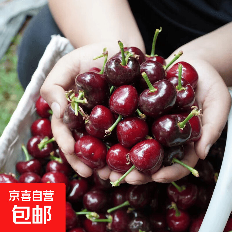 山东大樱桃带箱6斤 39.9元 - 86线报