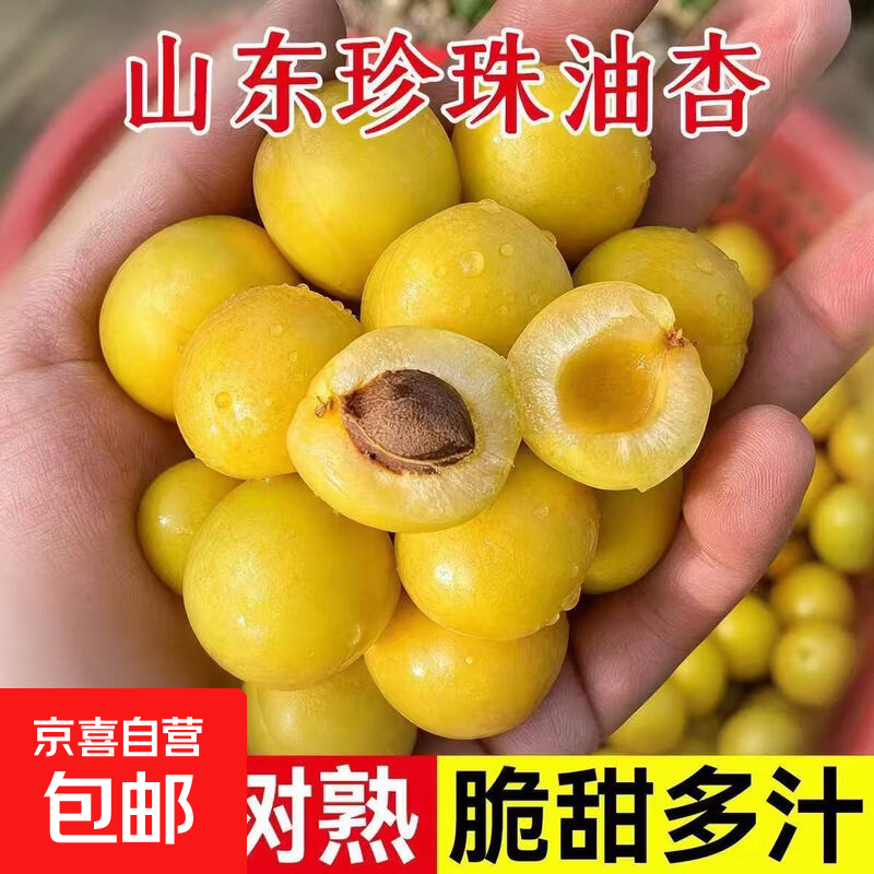 珍珠油杏正宗山东小白杏纯甜油杏大甜杏黄杏爆甜多汁应季孕妇水果 【人工精选】单果15g+ 带箱1斤净重0.8斤