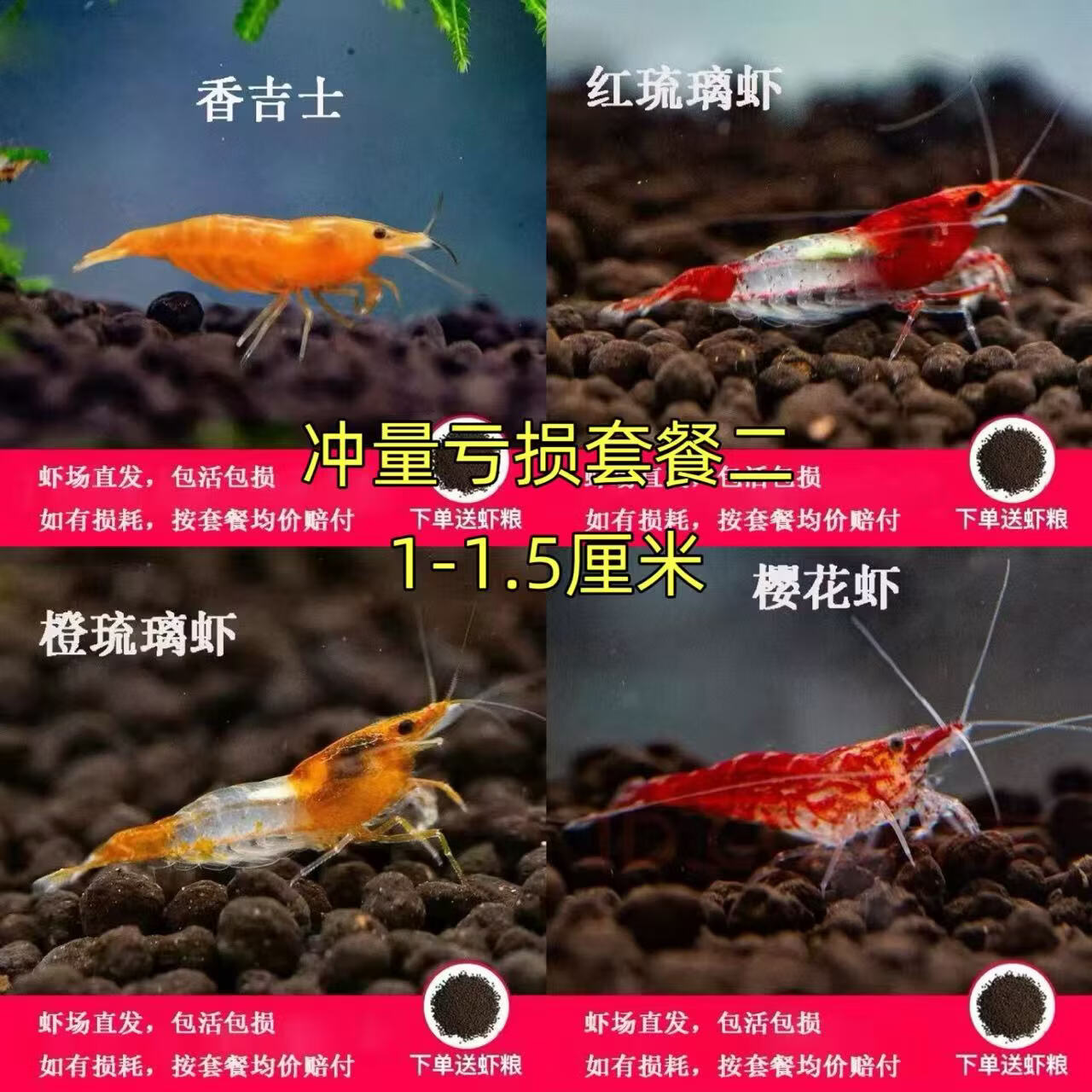 观赏小虾套餐淡水小虾清洁黄米宠物工具虾除藻虾樱花虾极火虾包邮 【冲量亏本二】香吉5橙琉5红琉5极火5黄米5蓝宝石5包活 1-1.5厘米