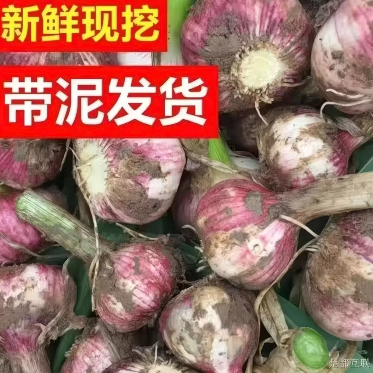 穆德新鲜蒜农产品新鲜蒜蒜头农户自种产地直销 5斤