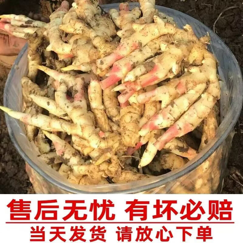 山东潍坊红芽嫩姜现挖大鲜姜可生吃可腌制蔬菜 5斤精选嫩姜
