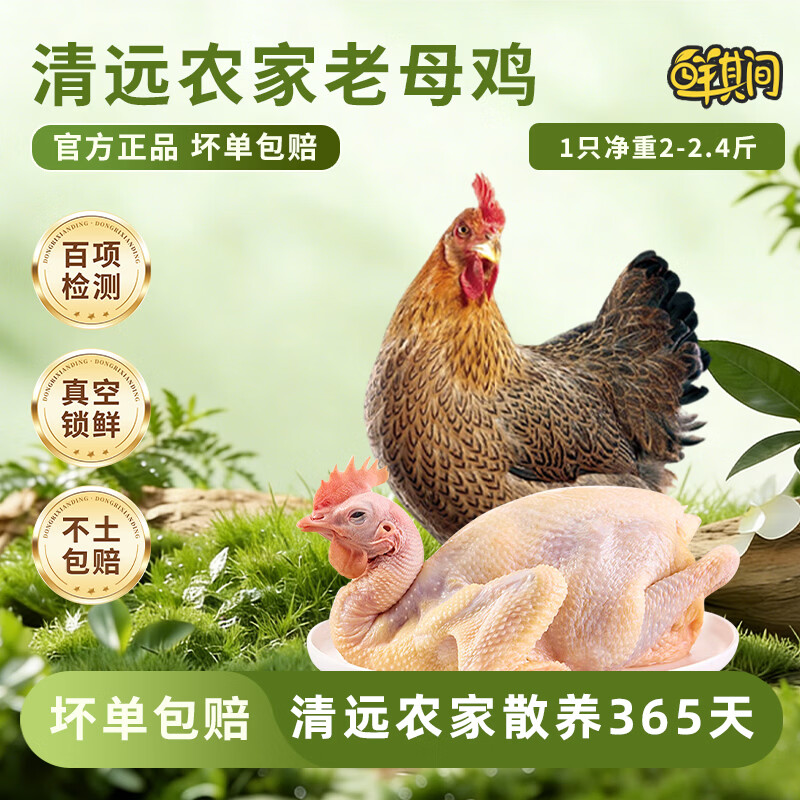 鲜其间【正宗清远鸡】老母鸡土鸡农家散养走地鸡项整只新鲜现杀黄油 正宗清远老母鸡【一只2-2.4斤净重】 京东冷链配送/深山散养365天/坏单包赔售后稳