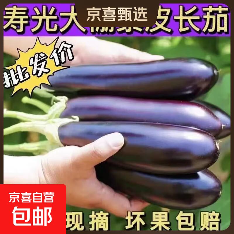 山东寿光长茄子茄子新鲜长茄紫皮农家自种现发烧烤当季现摘蔬菜 寿光长茄 2斤 净重1.8斤
