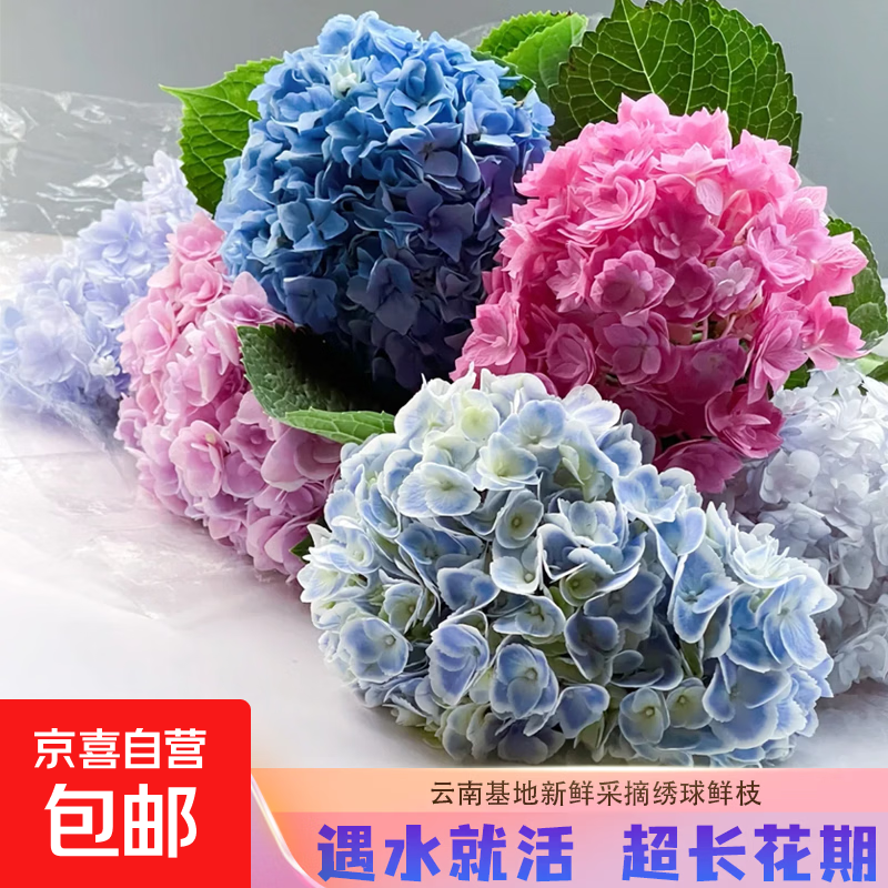 水培绣球鲜切花斗南鲜花基地批发插花花束手捧花婚礼送礼【Q】 【3枝装】随机色绣球 基地直发款
