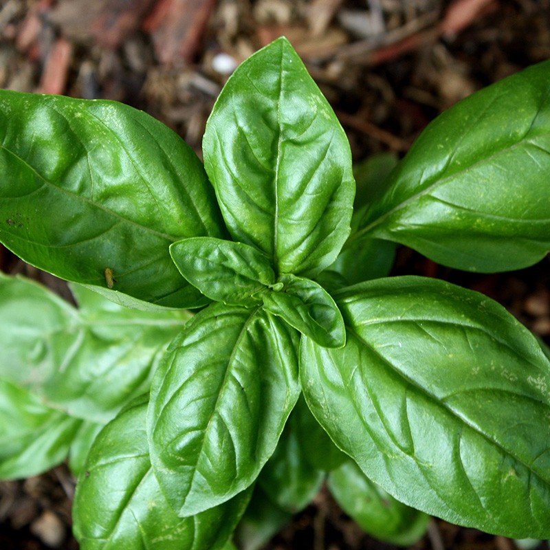 花草盆栽香草植物迷迭香百里香甜罗勒九层塔阳台种植盆栽苗 罗勒幼苗