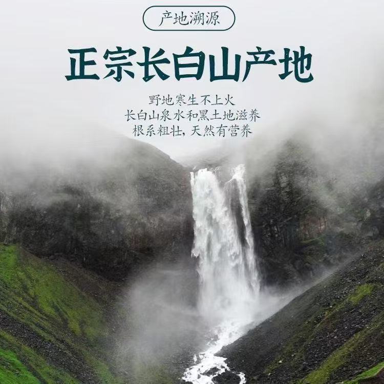 同仁堂野生蒲公英根正品野生干货长白山蒲公英茶通乳腺女性去火婆婆丁茶 野生蒲公英根1000g四罐 250g*4罐 【正品保障】不满意可退